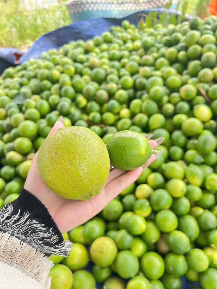 Đất nền Thạnh Hòa, Bến Lức 500m² giá chỉ 299 triệu - Sổ hồng chính chủ!