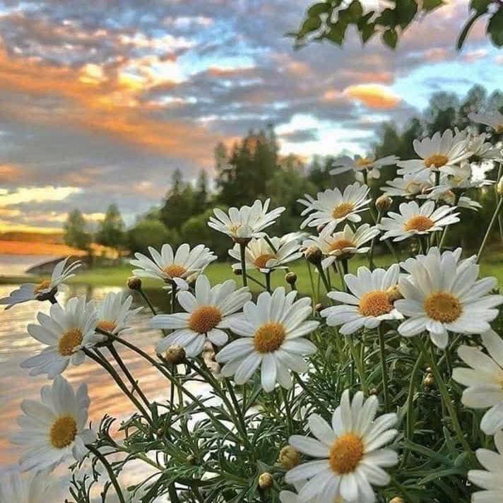 Đất Farm 2ha sầu riêng Thái tại Phước Long - Giá 10 tỷ, đầu tư sinh lời!