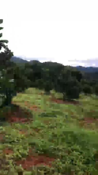 Đất rẫy 1ha tại xã Đăk Pxi, giá 700 triệu - Pháp lý rõ ràng, cây ăn trái cho thu nhập ổn định!