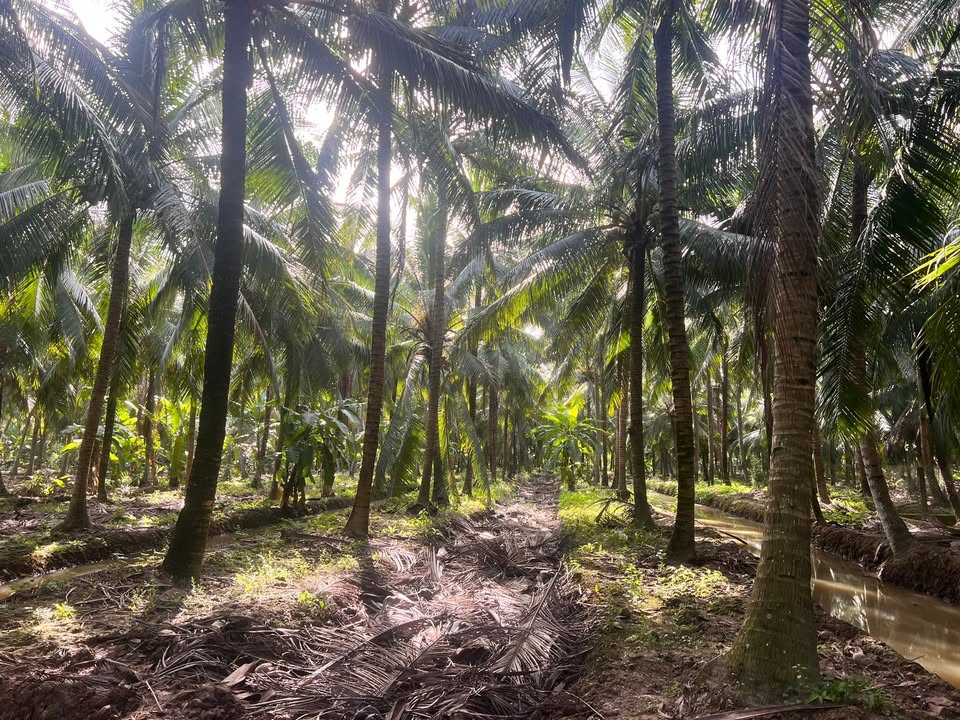 Đất vườn dừa 5 công tại Vang Quới Đông, Bình Đại - Giá chỉ 1.2 tỷ!