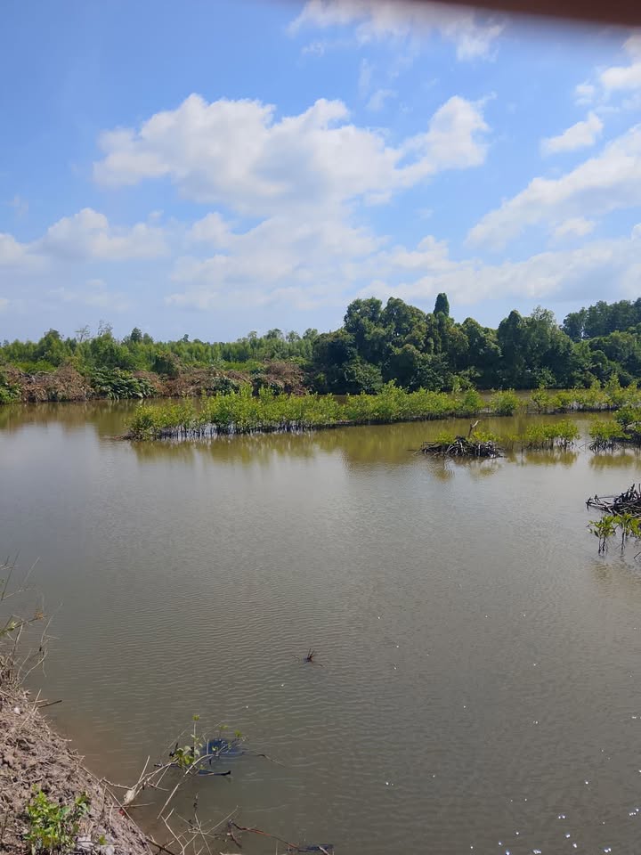 Đất nền 32 công tại ấp Ông Ngươn, Cà Mau giá chỉ 550 triệu - Cơ hội đầu tư lý tưởng!