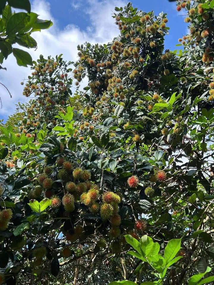 Đất nền Xuân Sơn, Sơn Tây 3600m² giá 750 triệu - Đất bằng phẳng, đường bê tông!