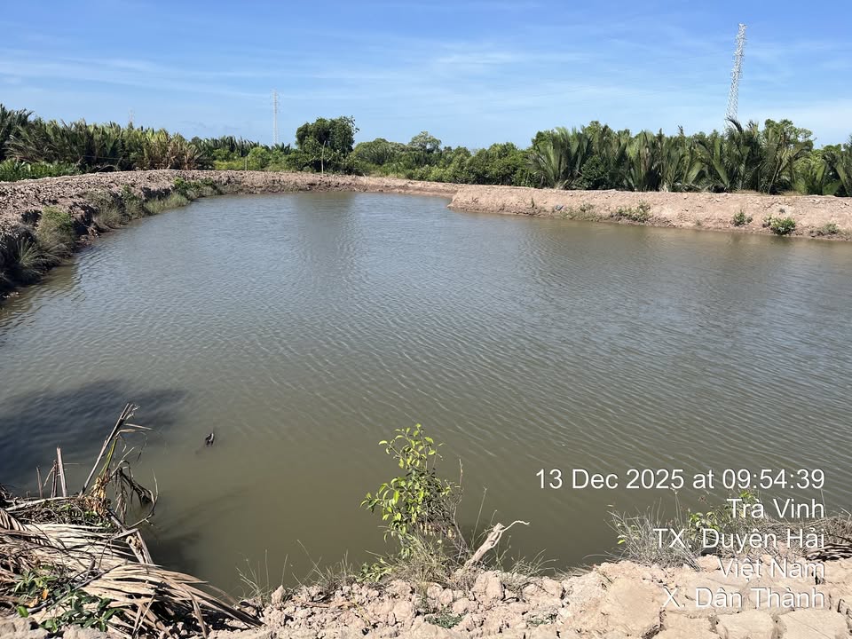 Đất nuôi trồng thủy sản 25 công tại ấp Cồn Ông, Duyên Hải - Cơ hội đầu tư hấp dẫn!