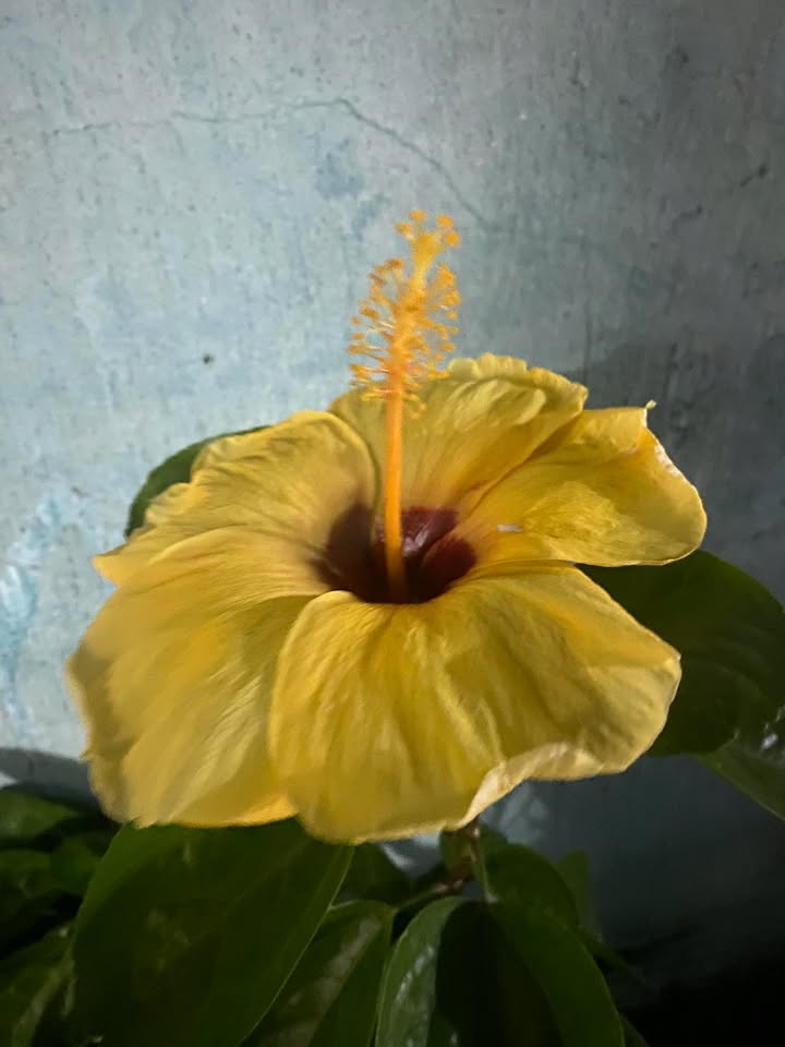 Nhà cho thuê Hóc Môn 32m² giá 3 triệu - Mới xây dựng, vào ở ngay!