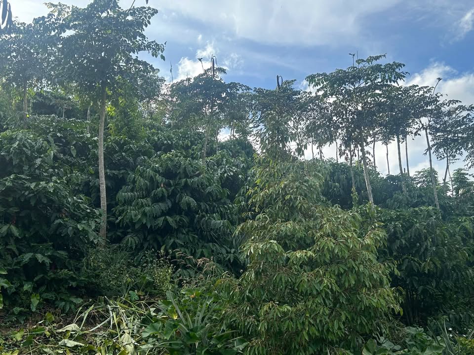 Đất nền chính chủ Trường Xuân Đắk Song 23.000m² giá 1.35 tỷ - Đầu tư sinh lời ngay!