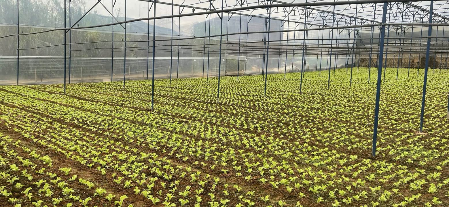 Đất vườn Đà Lạt 1155m² giá 11.55 tỷ - Sổ đỏ chính chủ, đầu tư sinh lời