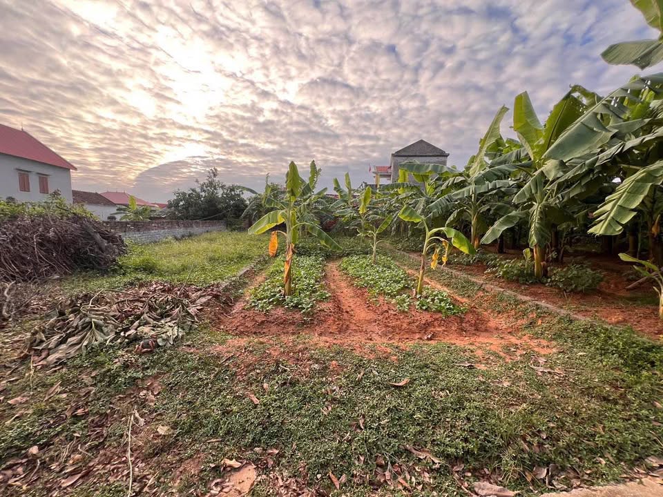 Đất nền Lục Nam - Lan Mẫu 230m² giá 1 tỷ - Cơ hội đầu tư sinh lời!