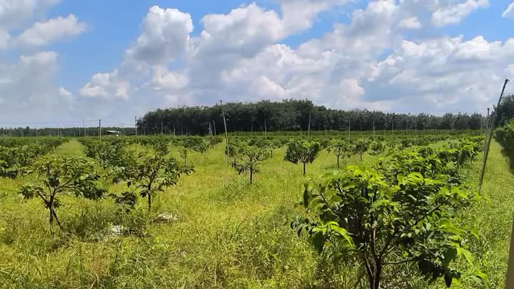 Đất nền Tân Hưng, Tân Châu 10.000m² giá 2 tỷ - Sổ đỏ chính chủ!