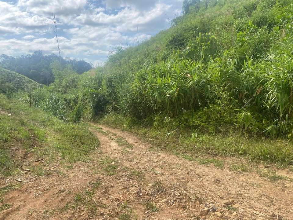 Đất nền 3ha Lộc Bắc Bảo Lâm - Giá 2.2 tỷ - Sổ đỏ chính chủ