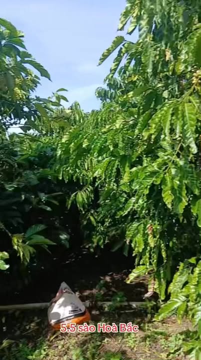 Đất Hòa Bắc Di Linh 5.5 sào giá 3.2 tỷ - Chính chủ bán gấp!