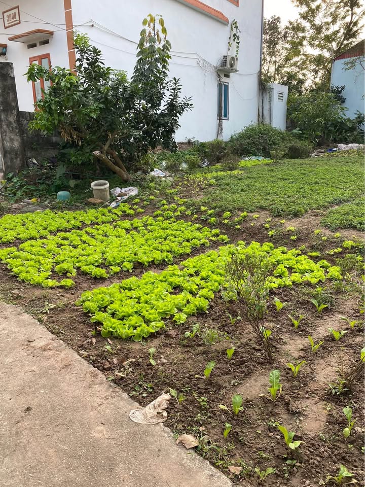 Đất nền Duy Tiên 100m² giá thỏa thuận - Đầu tư sinh lời ngay khu công nghiệp!