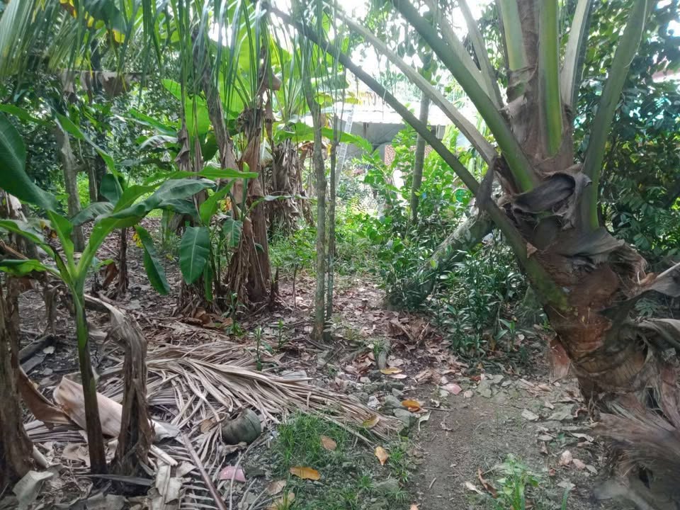 Bán đất phường Bình Nhâm, Thuận An, 569m² giá 4.5 tỷ - Cơ hội đầu tư hấp dẫn!