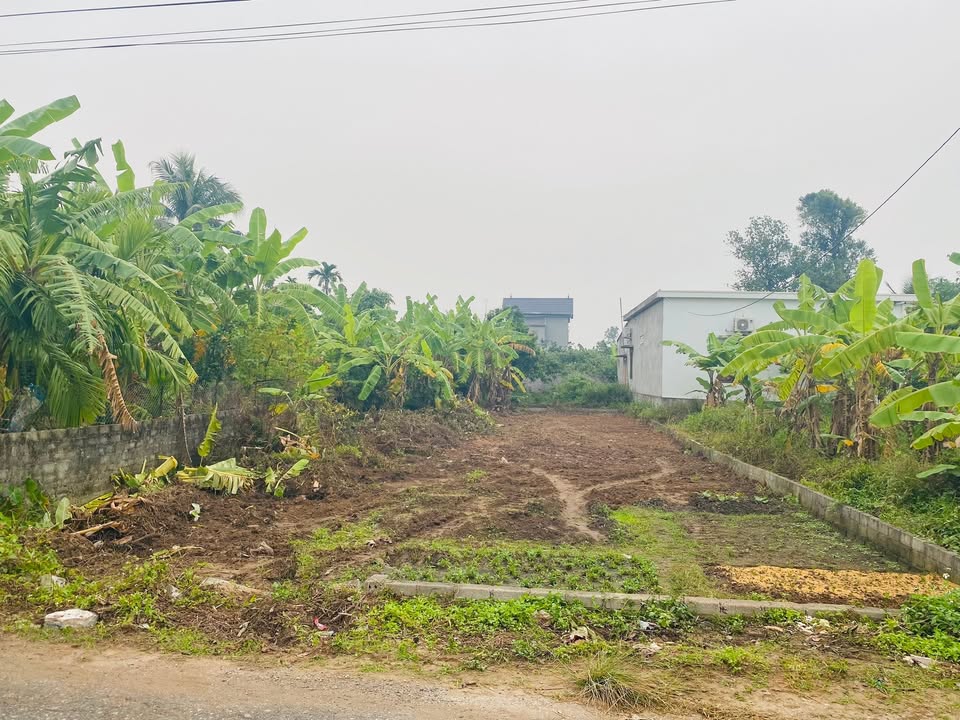 Đất nền chính chủ tại Mỹ Ân, Văn Tố, Tứ Kỳ - Diện tích 150m² - Giá chỉ 1.1 tỷ!