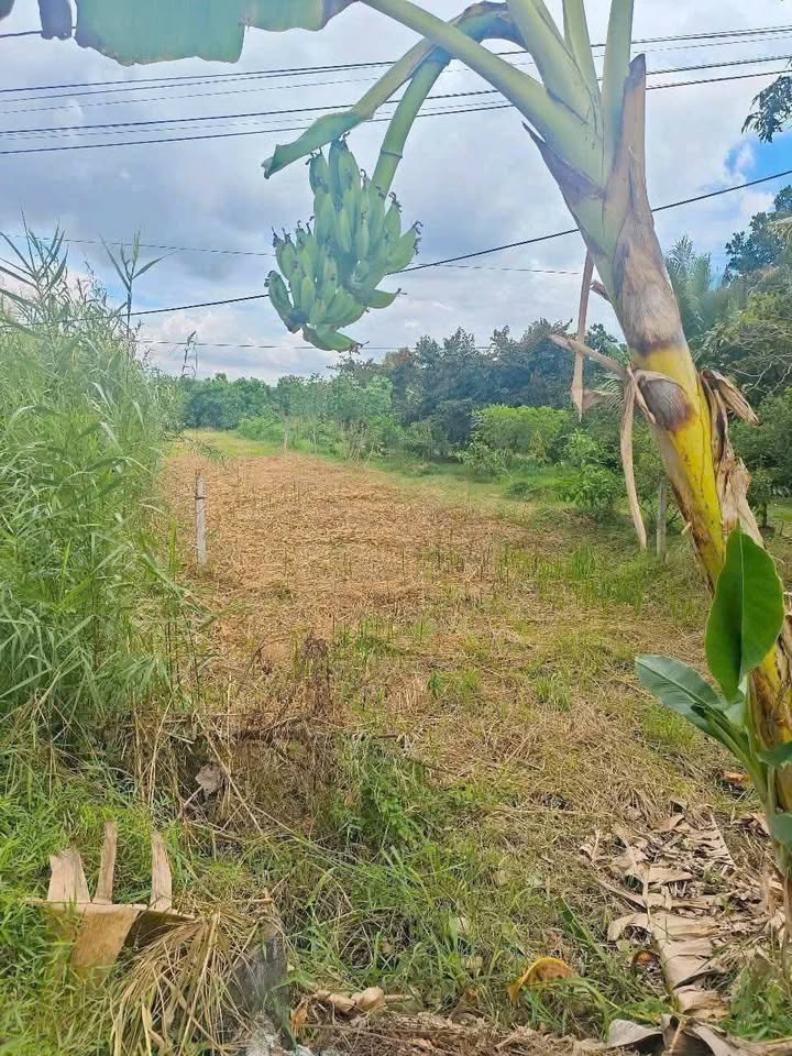 Đất nền 419m² tại Rạch Trà, Phong Điền, chỉ 1.15 tỷ - Đầu tư sinh lời ngay!