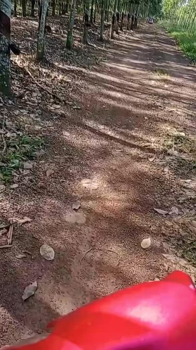 Bán rẫy cao su 3.4ha tại Tân Thành, Đồng Xoài - Giá chỉ 1.6 tỷ/ha, cơ hội đầu tư tuyệt vời!