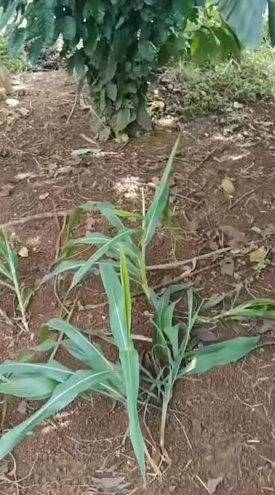 Đất nền 3 sào Thống Nhất, Buôn Ma Thuột giá chỉ 900 triệu - Đầu tư sinh lời ngay!