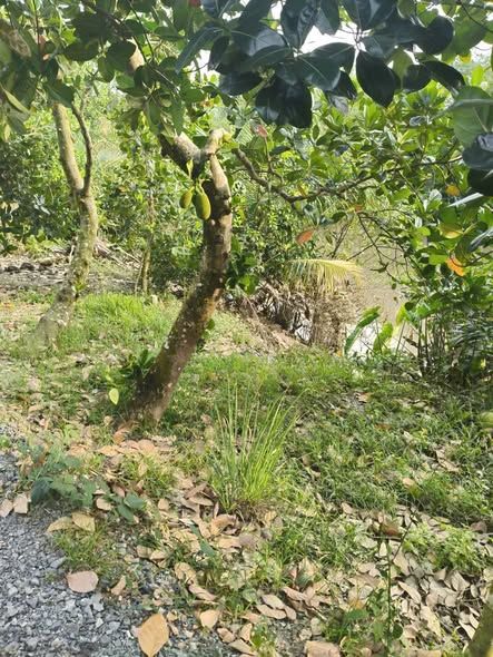 Farm Đốc Binh Kiều 12.000m² giá 1.62 tỷ - Mặt tiền 55m, thương lượng chính chủ!