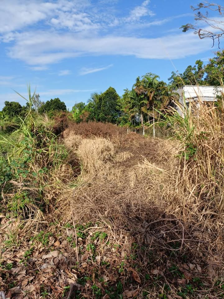 Đất nền Tây Ninh 170m² giá 500 triệu - Mặt tiền đường nhựa, gần quán phở Bay!