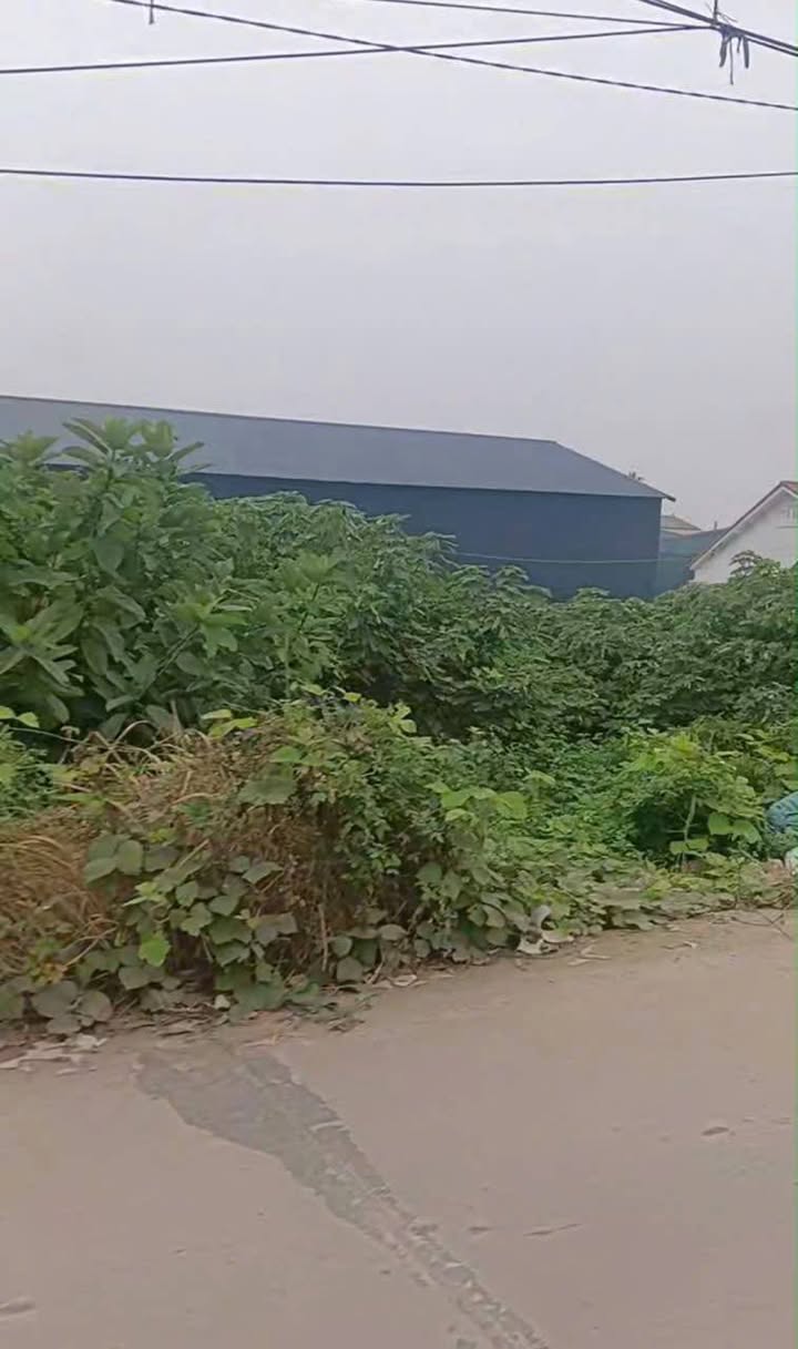 Đất thổ cư Chuyên Mỹ, Phú Xuyên 1133m² - Cơ hội đầu tư sinh lời!