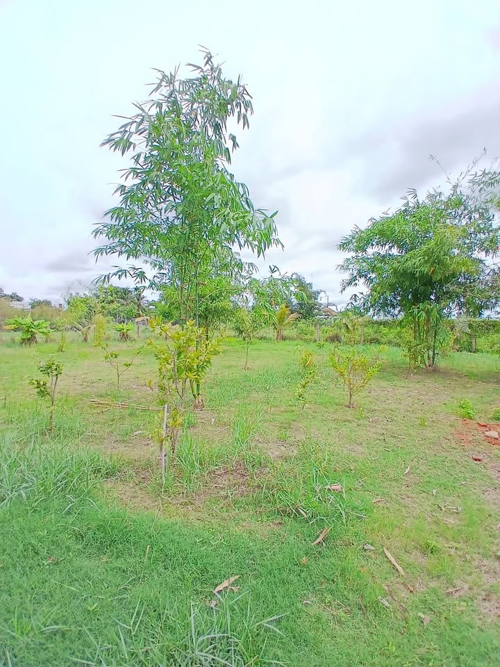 Nhà vườn Hàm Liêm 1000m² giá 1.3 tỷ - Đầu tư nghỉ dưỡng lý tưởng!