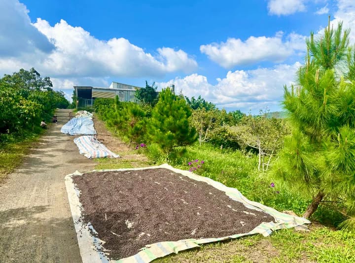 Đất thổ cư 100m² thôn 13 Lộc Thành, Bảo Lâm - Giá chỉ 879 triệu!