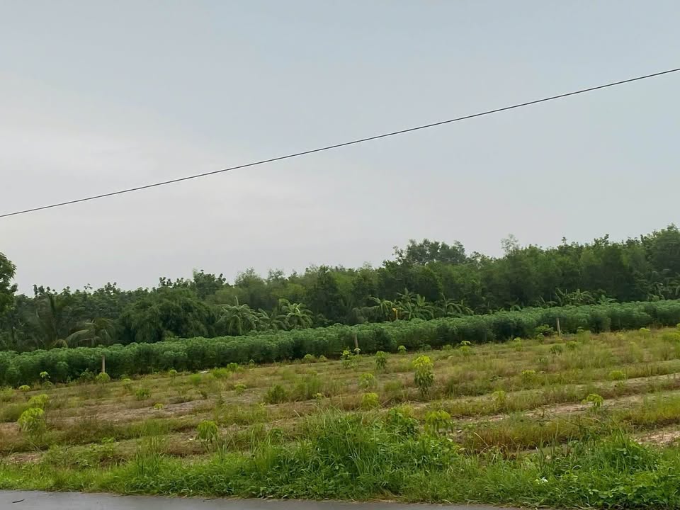 Đất bán ấp Suối Dộp, Trí Bình, Châu Thành, Tây Ninh 1490m² - Chính chủ, giá tốt!