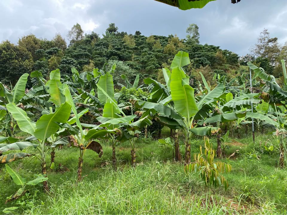 Đất vườn Lộc Nam Bảo Lâm 4200m² giá 2 tỷ - Bám chân suối mát mẻ!