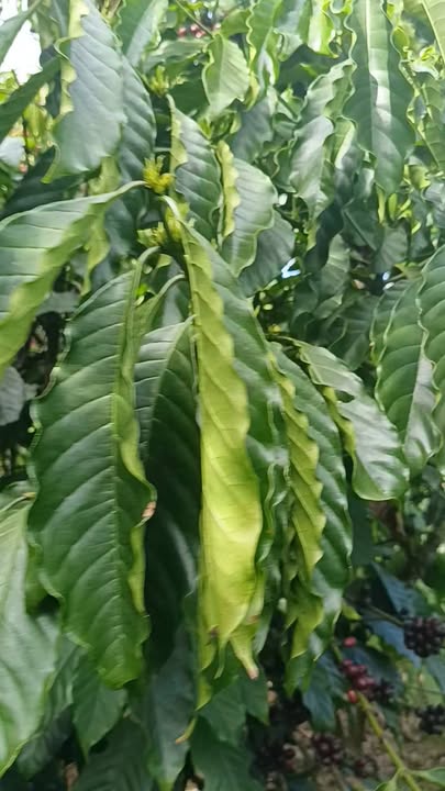 Đất nông nghiệp Đạ Đờn Lâm Hà 13000m² - Sổ đỏ chính chủ, thu hoạch cà phê ngay!