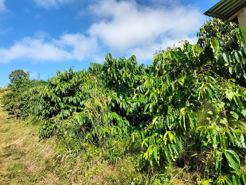 Farm 1ha8 tại Krông Nô, Đắk Lắk giá 1.9 tỷ - Cơ hội đầu tư tuyệt vời!