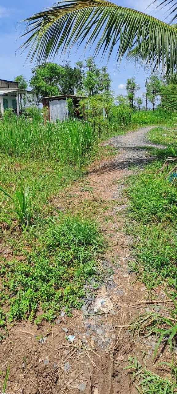 Đất Ruộng 5000m² tại Bình Nghị, Gò Công Đông chỉ 1.15 tỷ - Tiềm năng phát triển lớn!