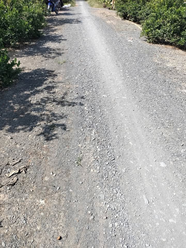 Đất vườn 9500m² tại xã Thanh Mỹ, Tháp Mười giá 3.8 tỷ - Đang trồng chanh thu hoạch!