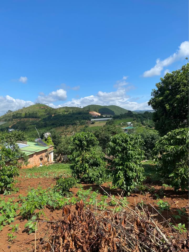 Đất thổ cư 2000m² tại Nam Ban, Lâm Hà - Giá chỉ 3.1 tỷ, cơ hội đầu tư tốt!