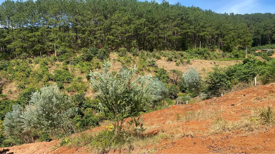 Đất nền Mê Linh, Lâm Hà 1000m² giá chỉ 2 tỷ - Cơ hội đầu tư hấp dẫn!