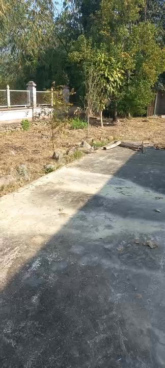 Đất Farm 1,1ha Cát Nê - Đại Từ - Thái Nguyên giá chỉ 11 tỷ - Sổ hồng chính chủ sẵn sàng chuyển nhượng!