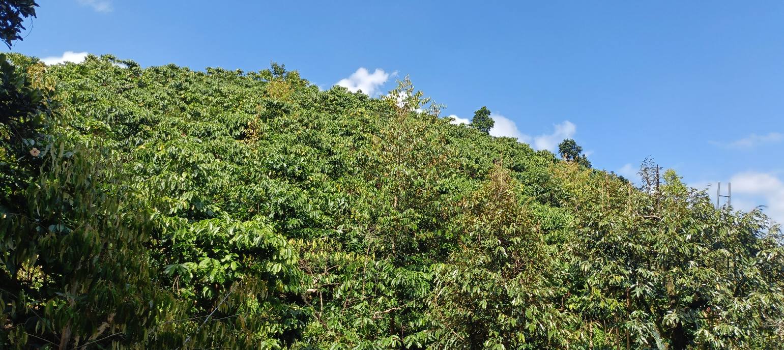 Đất vườn Lộc Nam Bảo Lâm 3600m² giá 290 triệu - Cơ hội đầu tư tuyệt vời!