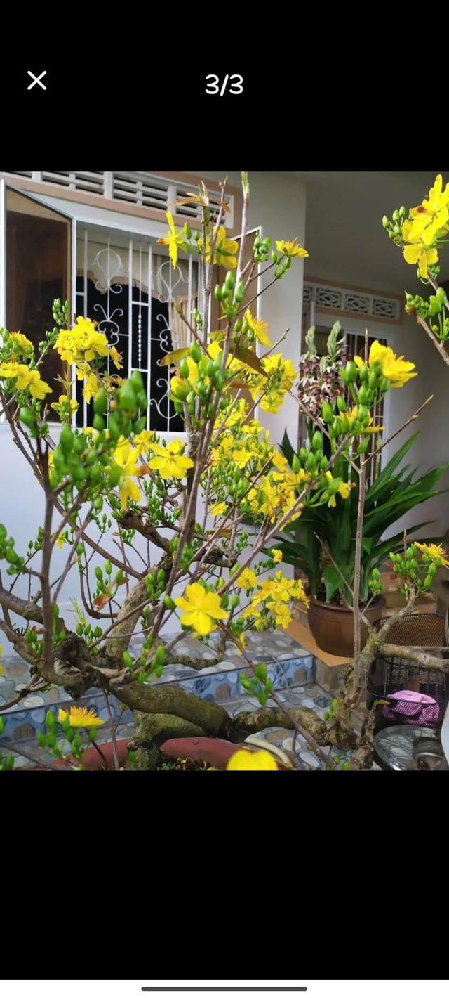 Nhà hẻm 243 Bùi Thị Xuân, Bảo Lộc 204m² giá 3.1 tỷ - Sân vườn rộng thoáng!