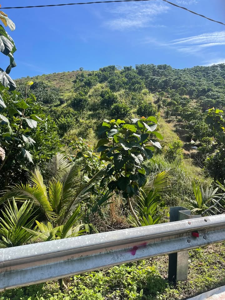 Đất nền 1300m² tại xã Đại Lào, Bảo Lộc - Giá chỉ 700 triệu, sổ đỏ chính chủ!