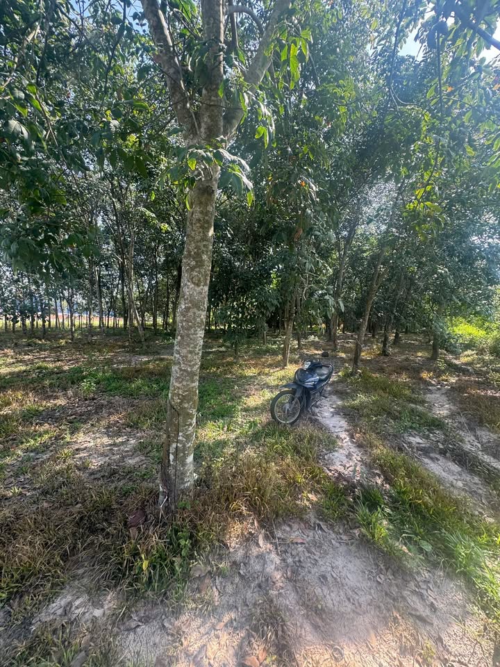 Đất nền Tân Hiệp, Tân Uyên, Bình Dương 13000m² giá 52 tỷ - Đầu tư sinh lời ngay!