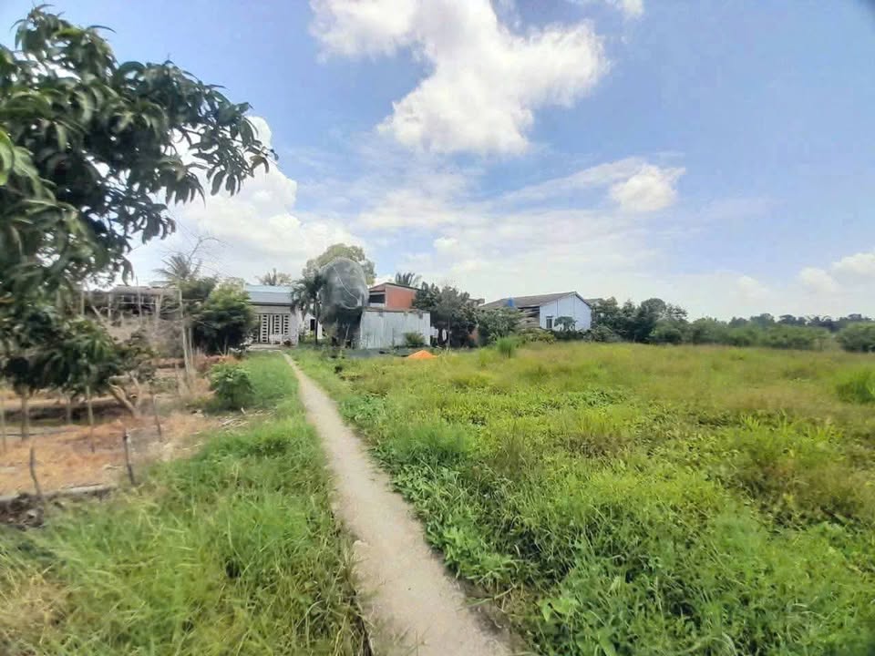 Đất lúa Mỹ Thạnh, Tân Trụ 877,9m² giá 580 triệu - Cơ hội đầu tư tuyệt vời!