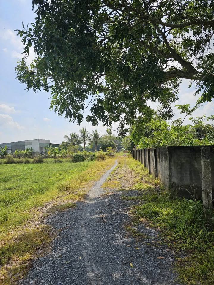 Đất nền 966m² tại Ấp Chánh, Đức Lập Thượng, chỉ 2.3 tỷ - Cơ hội đầu tư tuyệt vời!