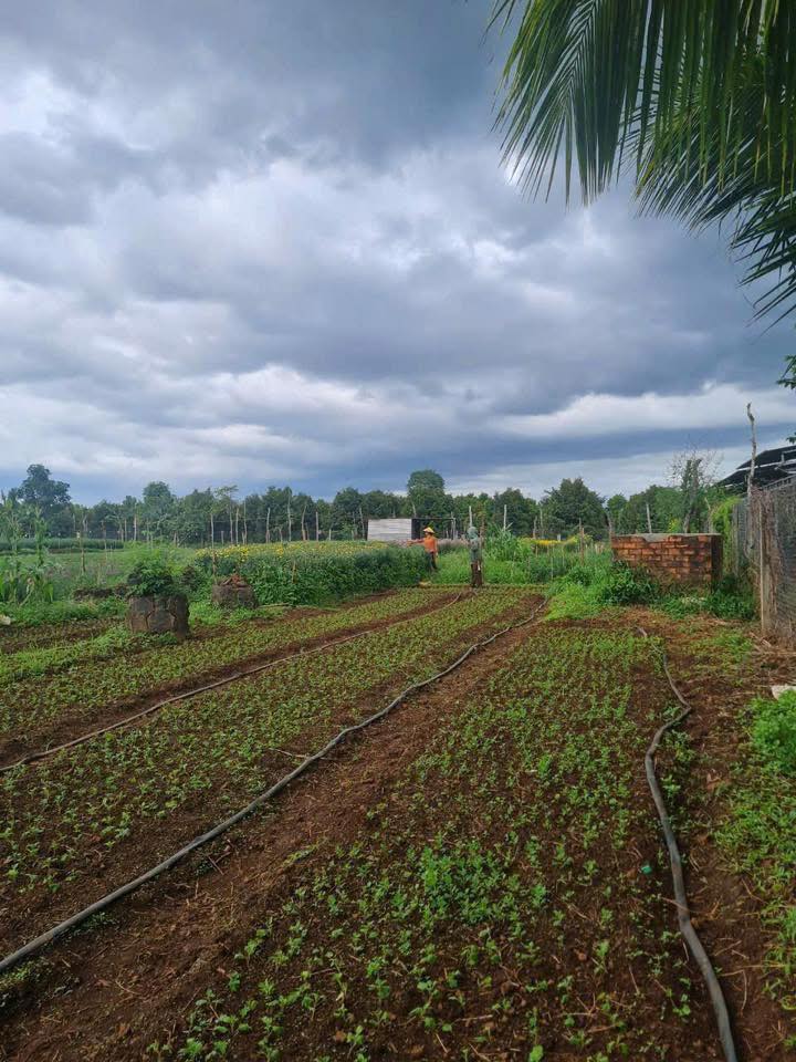 Đất thổ cư 500m² tại Ea Pốk, Cư M'gar - Chỉ 399 triệu, bớt lộc!