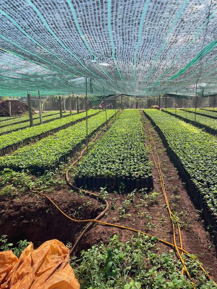 Đất thổ cư Tân Lập, Buôn Ma Thuột 120m² giá 1.05 tỷ - Đầu tư sinh lời tốt!