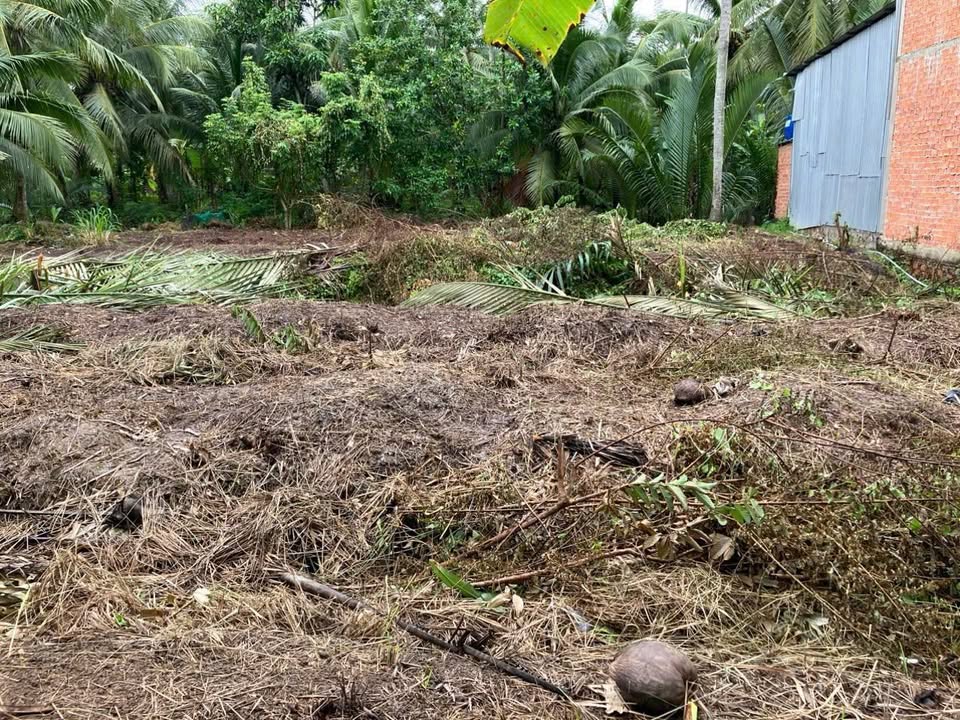 Đất nền xã Thuận Điền, huyện Giồng Trôm, Bến Tre 500m² - Giá chỉ 295 triệu!