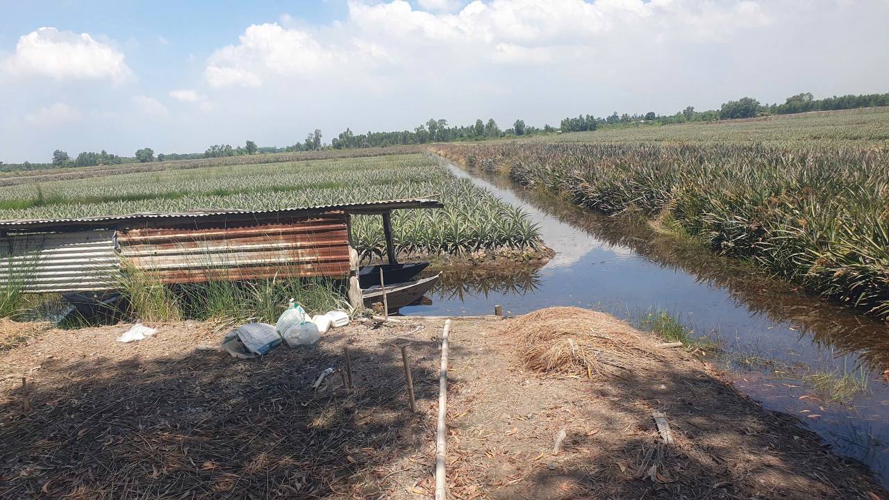 Đất nông nghiệp 13.000m² tại Xã Hưng Thạnh, Tân Phước - Giá chỉ 2.275 tỷ, thương lượng chính chủ!