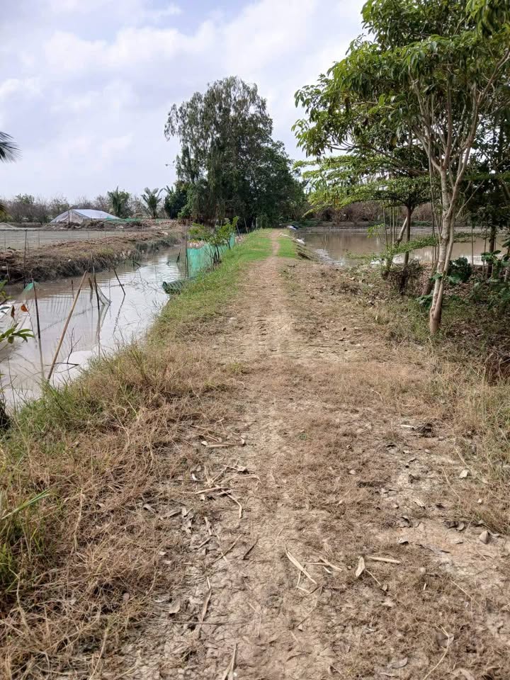 Đất nông nghiệp xã Phong Hòa 5460m² chỉ 850 triệu - Đầu tư tiềm năng!