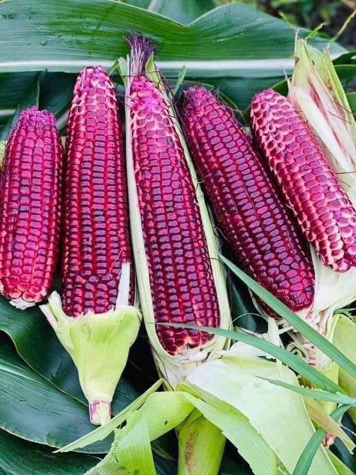 Đất nền Sơn Qui, Gò Công 1005m² giá 580 triệu - Sổ đỏ chính chủ ngay!