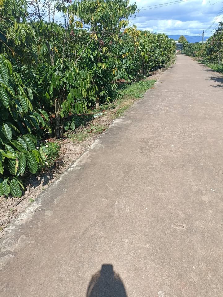 Đất N'Thol Hạ 1700m² giá 2.3 tỷ - Sổ đỏ chính chủ, đường bê tông