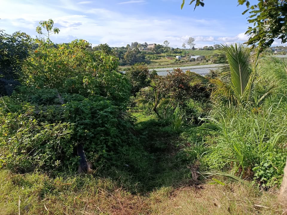 Đất nền Quảng Lập Đơn Dương 2412m² giá 24.12 tỷ - Đầu tư sinh lời lý tưởng!