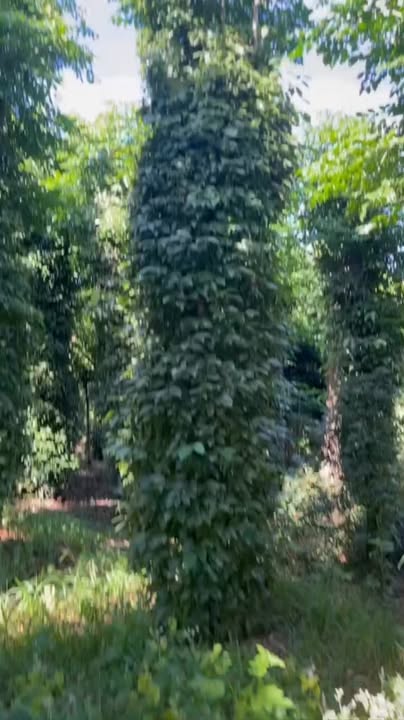 Đất farm Ia Krai 9000m² giá 1.2 tỷ - Cơ hội đầu tư sinh lời cao!