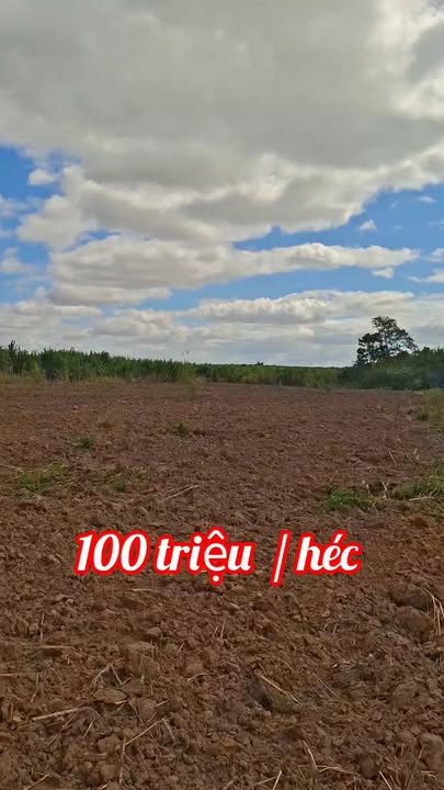 Đất nông nghiệp Ea Bung, Đắk Lắk 11ha giá 100 triệu/m² - Cơ hội đầu tư sinh lời!